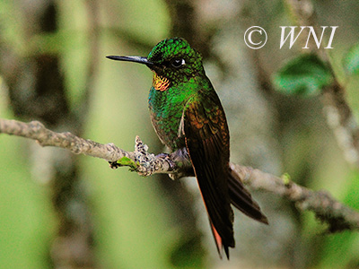 Brazilian Ruby (Clytolaema rubricauda)